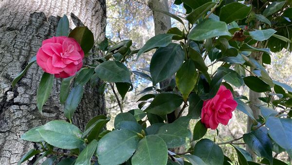 Descanso Gardens - Camellia Forest (3/7/2022 - Credits: Leo Fialho)