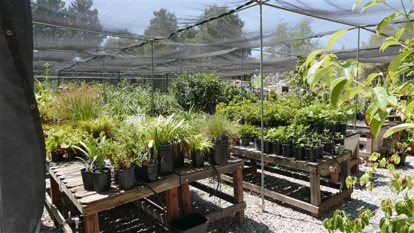 Descanso Gardens - Plant Propagation Greenhouse (7/26/2017 - Credits: Leo Fialho)