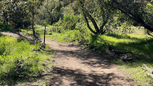 Descanso Gardens - Oak Woodland (3/7/2022 - Credits: Leo Fialho)