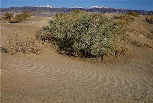 Olancha Sand Dunes - Bureau of Land Management - California Desert District - Ridgecrest Field Office - BLM - Off Highway Vehicle Area - OHV (12/4/2025 - Credits: Jesse Pluim - Bureau of Land Management)