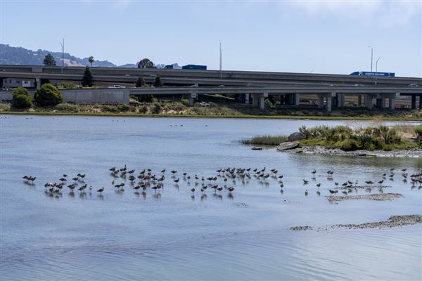 Albany State Marine Reserve - State Lands Commission (SLC) (7/31/2024 - Credits: Brian Baer)