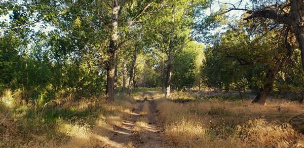 The Painted Turtle Camp - Trails (7/25/2025 - Credits: David Halver)