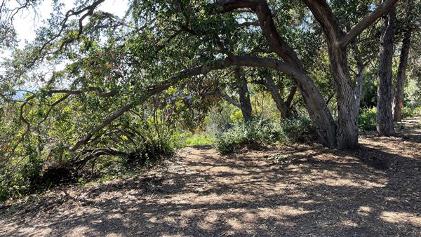 Griffith Park Redwoods - Cedar Grove - Cedar Grove Trail (3/16/2022 - Credits: Leo Fialho)
