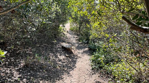 Griffith Park Redwoods - Cedar Grove - Cedar Grove Trail (3/16/2022 - Credits: Leo Fialho)