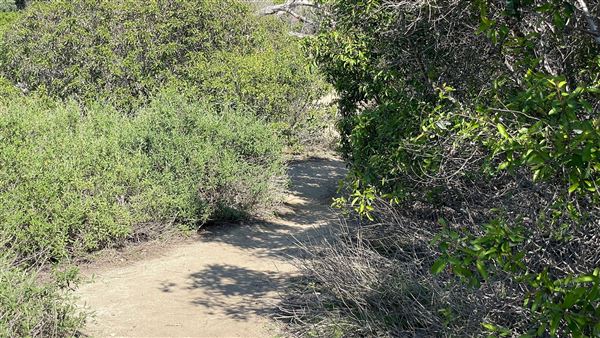 Griffith Park Redwoods - Cedar Grove - Cedar Grove Trail (3/16/2022 - Credits: Leo Fialho)