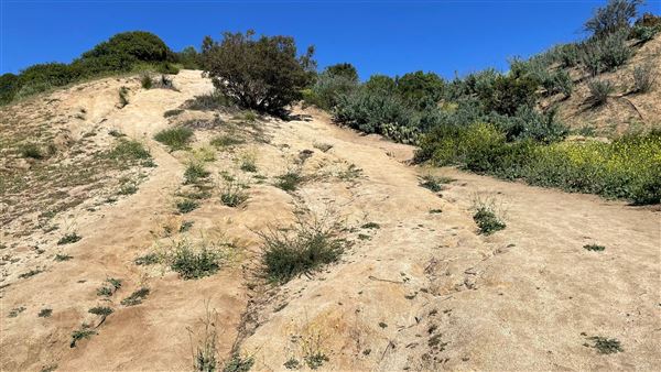 Griffith Park Redwoods - Cedar Grove - Cedar Grove Trail (3/16/2022 - Credits: Leo Fialho)