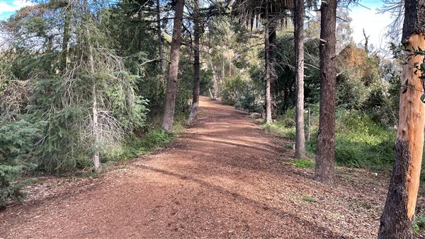 Griffith Park Redwoods - Cedar Grove - Cedar Grove (12/10/2021 - Credits: Leo Fialho)