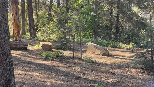 Griffith Park Redwoods - Cedar Grove - Cedar Grove (12/10/2021 - Credits: Leo Fialho)