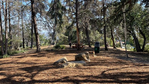 Griffith Park Redwoods - Cedar Grove - Cedar Grove (12/10/2021 - Credits: Leo Fialho)