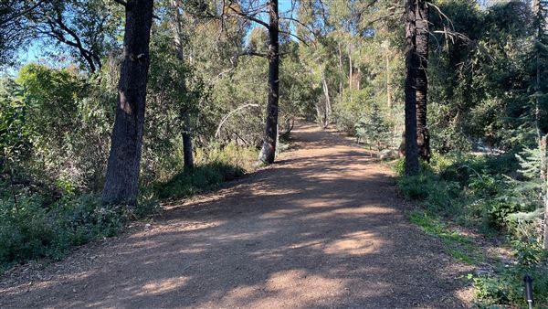 Griffith Park Redwoods - Cedar Grove - Cedar Grove (12/10/2021 - Credits: Leo Fialho)