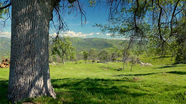 8,600 Acres in Mariposa & Madera County (3/21/2026 - Credits: Nicholas Padilla)