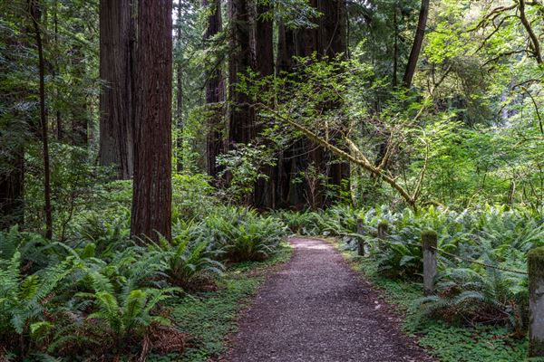 Prairie Creek Redwoods State Park (SP) within the Redwood National and State Parks (6/15/2022 - Credits: Brian Baer)