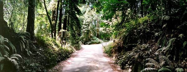 Forest of Nisene Marks State Park (SP), The (12/31/2003)